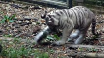 Zoo de Beauval - Des bébés tigres jouent