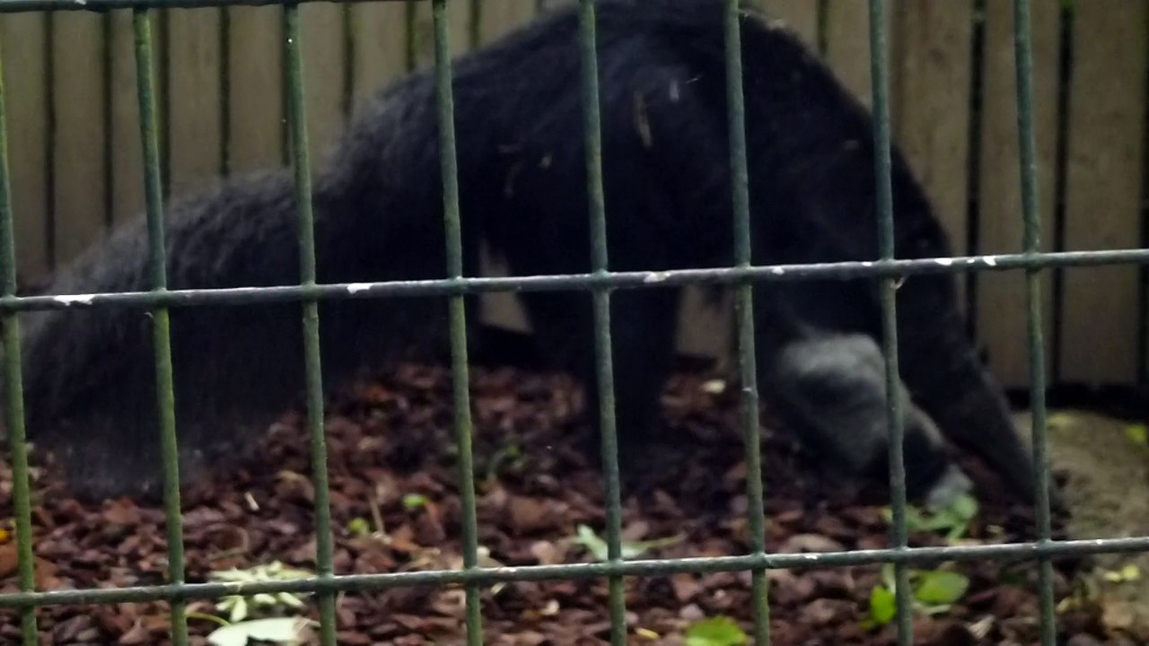 Zoo de Beauval - Un fourmilier cherche sa nourriture