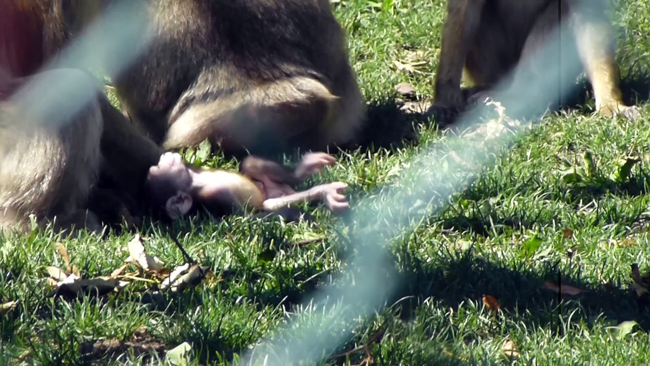 Zoo de Beauval - Bébé singe