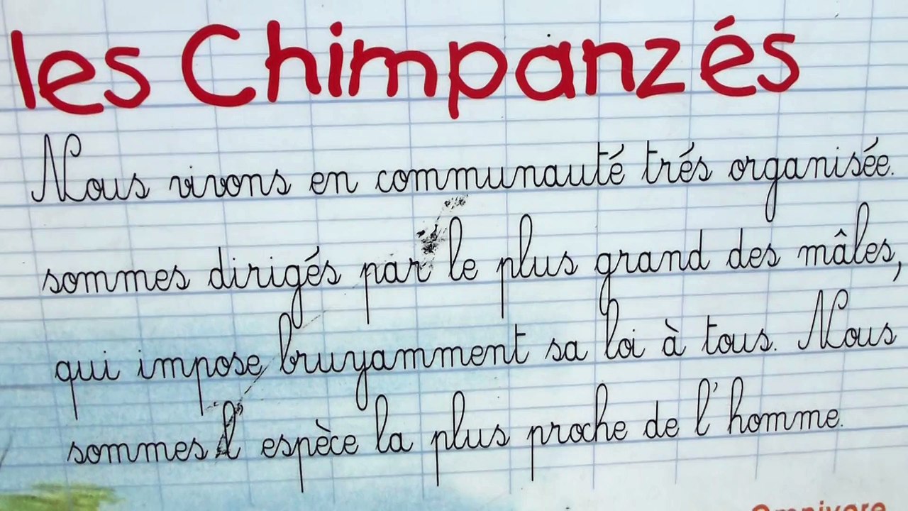Zoo de Beauval - Le plus grand des mâles, Jojo !