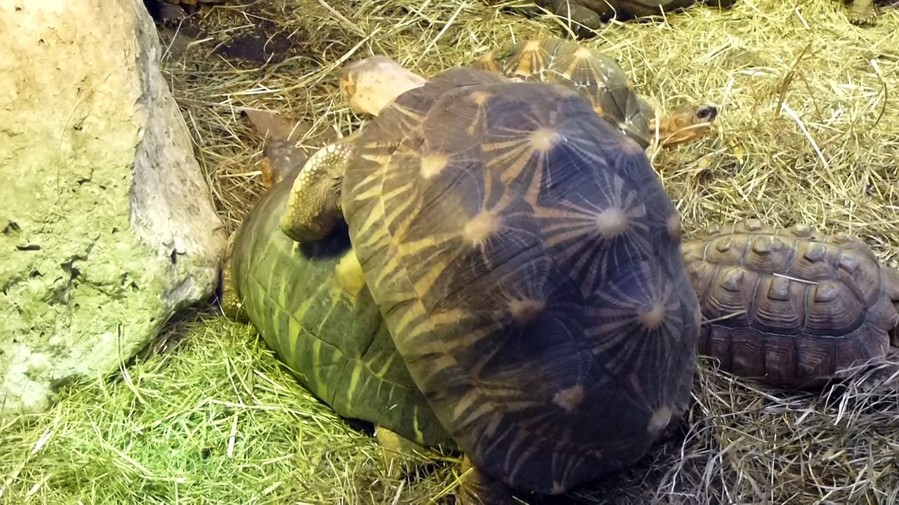 Zoo de Beauval - Des tortues baisent bruyamment