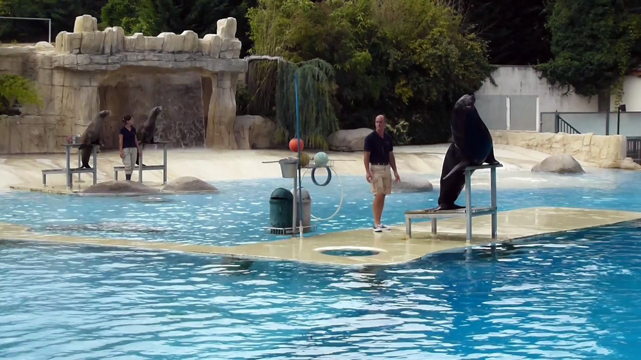 Zooparc de Beauval - Une otarie fait honk-honk