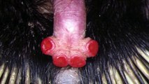 5 Weird Animal Penises : 5 Weird Animal Facts : AnimalBytesTV