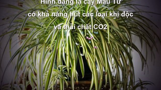 6 loại cây cảnh hút khí độc cực tốt nên trồng trong nhà
