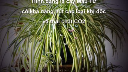 6 loại cây cảnh hút khí độc cực tốt nên trồng trong nhà