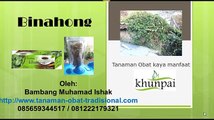 jual binahong | Daun segar atau kering 085659344517 Pin BB : 7C658EFF