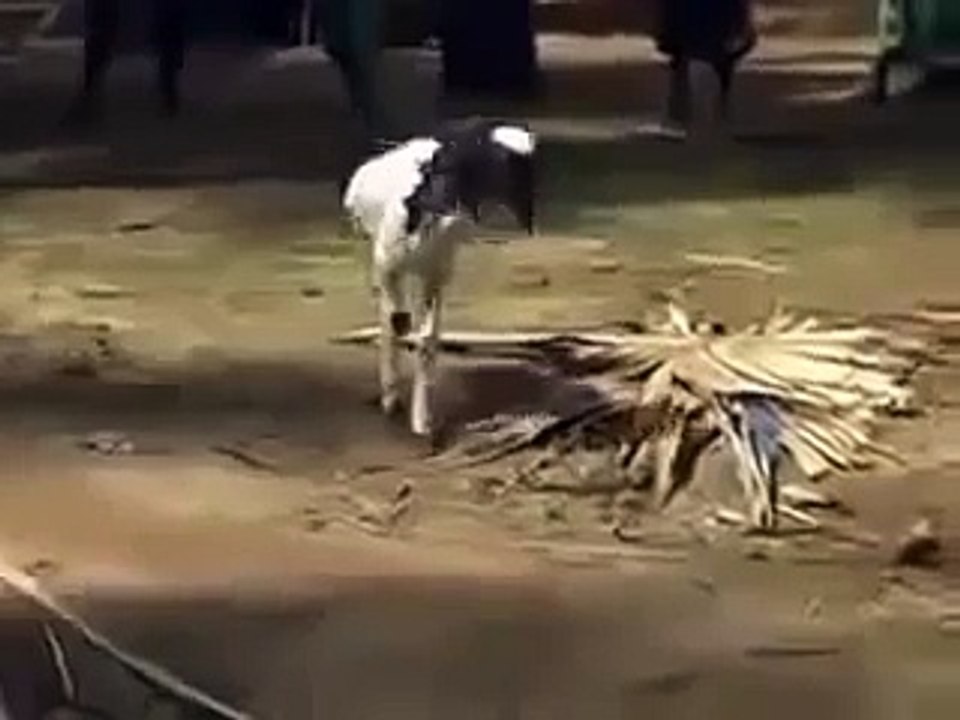 chi dê phi thường sống chi đi băng 2 chân