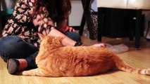 Tigger the cat loves spanks and tooshy rubs