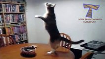 Funny dancing cats and dogs - Cute animal compilation