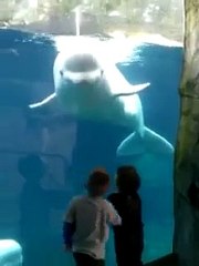 Dolphins playing with Kids