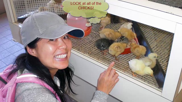 Nami cannot get enough kawaii chicks in Japan : NDNC Special Baby Animals EP #1