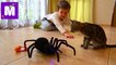 Паук Чёрная вдова распаковка игрушки на Радио управлении Black Widow Spider unpacking R_C toy