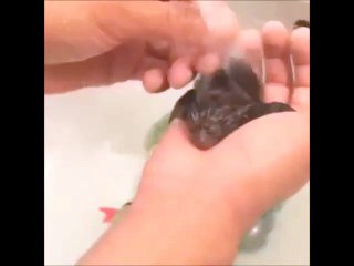 Super Cute Baby Monkey Being Showered!!