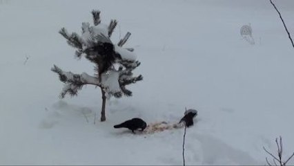 Doğu Anadolu'da Kış - Van /