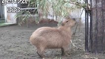 LOL Youtube Funny Animal Videos Capybaras eat bait Funny Videos of Animals Funny Animals Video