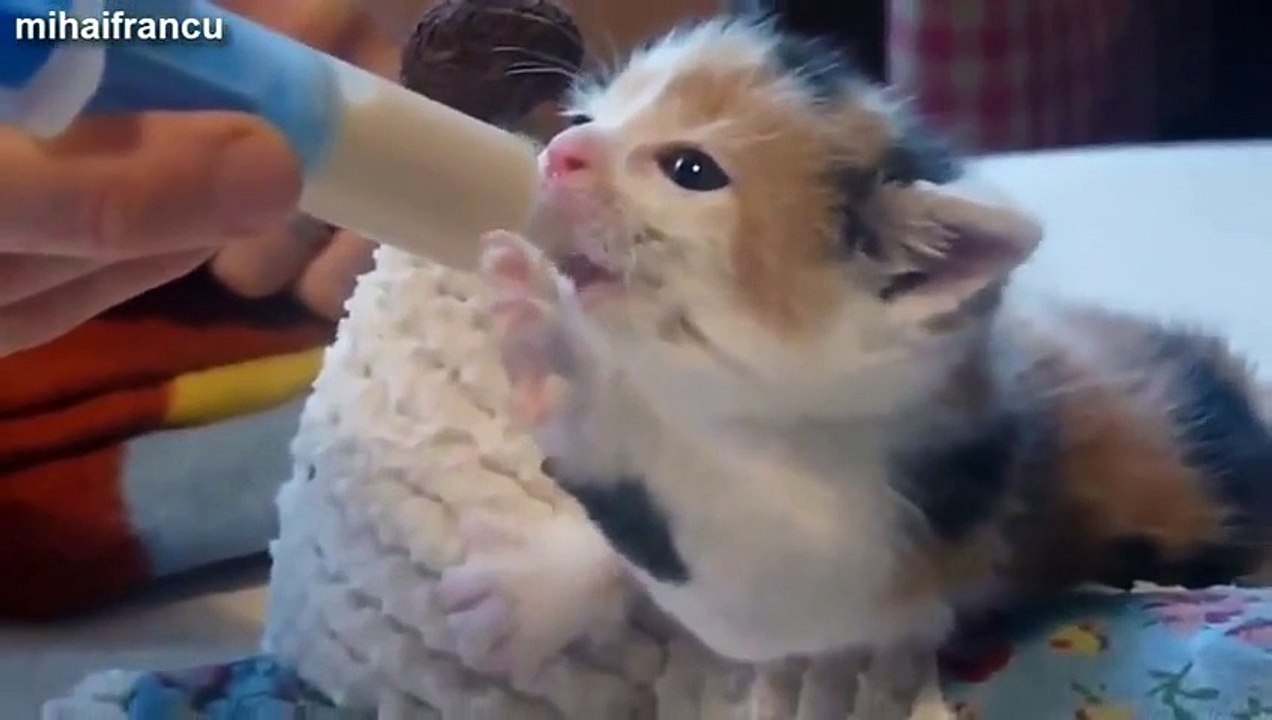 LOL Youtube Funny Animal Videos Cute Kitten Compialtiion Funny Videos of Animals Funny Animals Video