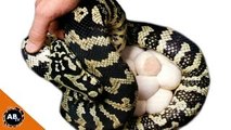How To Collect Snake Eggs & Egg Incubation! CrittaCam - Ep. 59 : AnimalBytesTV