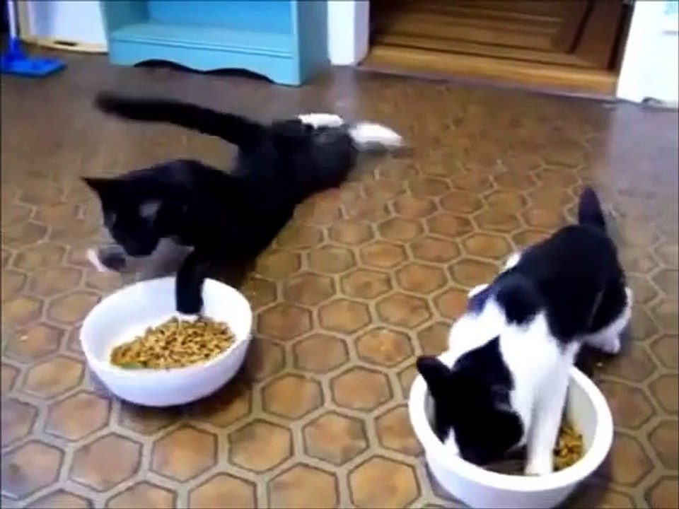 BEER CATS