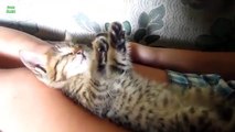 Funny Cats Sleeping in Weird Positions Compilation 2014 [HD]