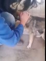 Mujer acaricia un perro por primera vez luego de ser maltratado durante años. Conmovedora reacción