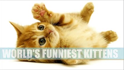 WORLD'S FUNNIEST KITTENS