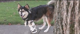 Ce chien handicapé court grâce à des prothèses !