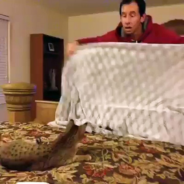 Cat Reaction When U Disappear