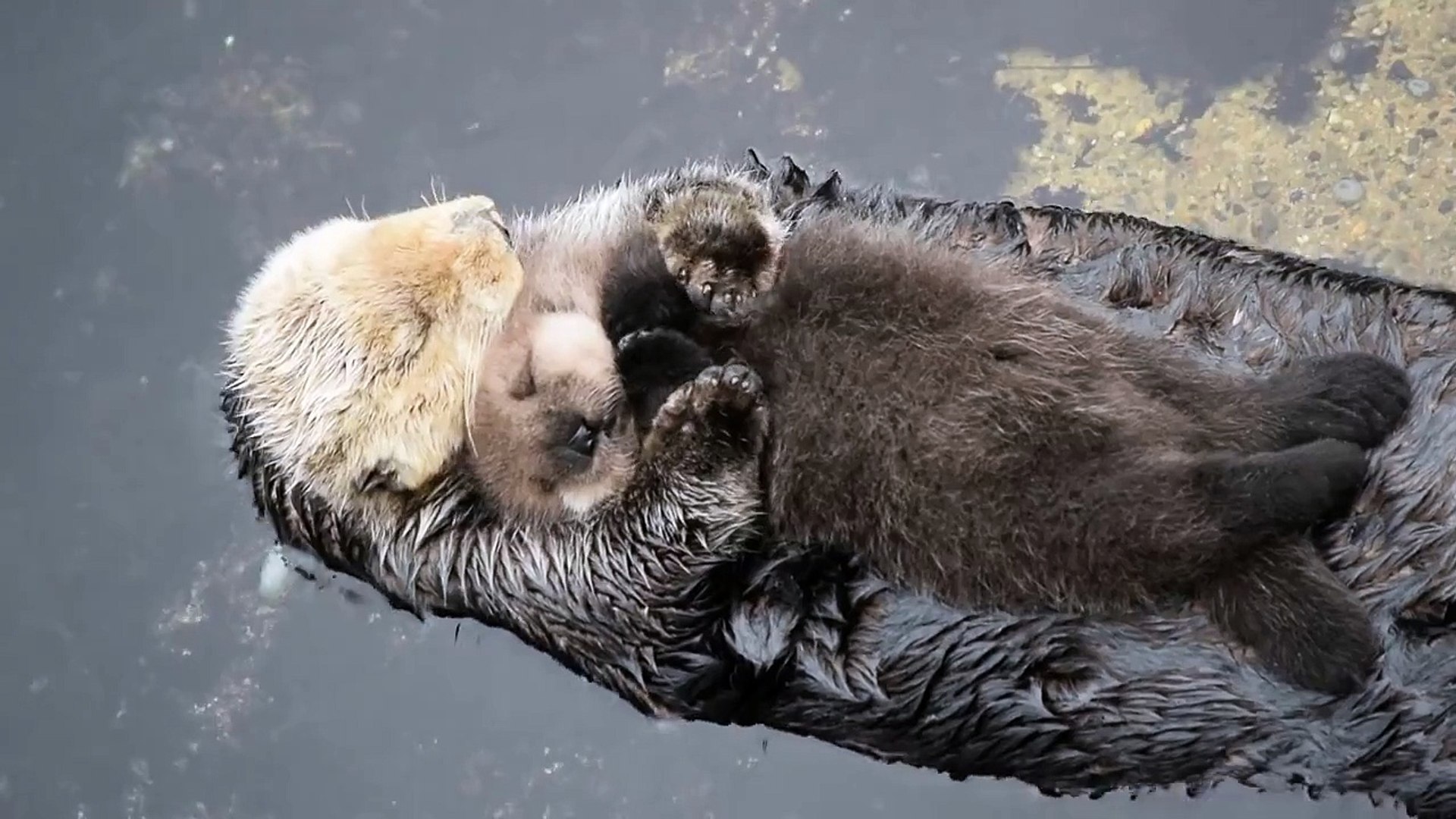 Centre De La Petite Enfance La Petite Loutre Buzz : Une maman loutre câline son petit sur l'eau ! - Vidéo Dailymotion