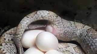 Corn Snake laying an egg