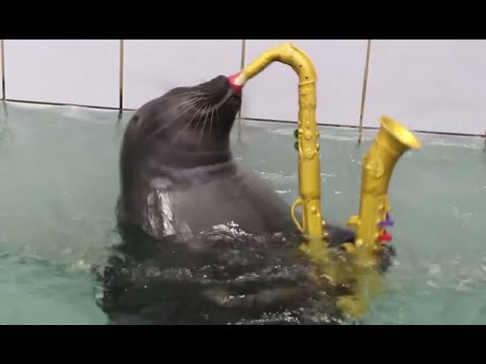 Super-cute Baikal seals master sax playing & painting