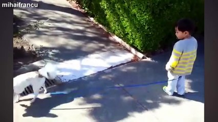 Babies Taking Dogs For A Walk Compilation 2016