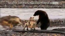 Naturaleza Salvaje Lucha Animal : Lobos Vs Oso / Wild Nature Animal fight : Wolves Vs Griz
