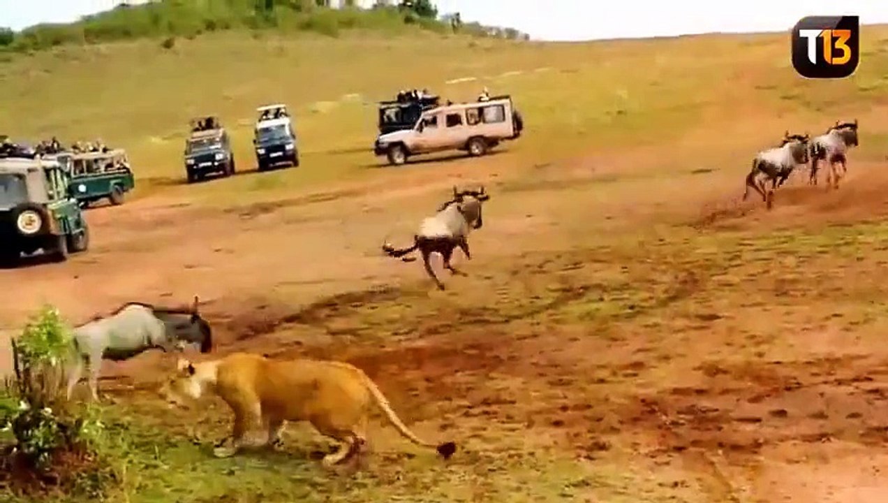 The difference between a male and a female, at the time to decide when and how to hunt their prey