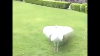 White Peacock Spreading it's Features - Rare Glimpse Ever