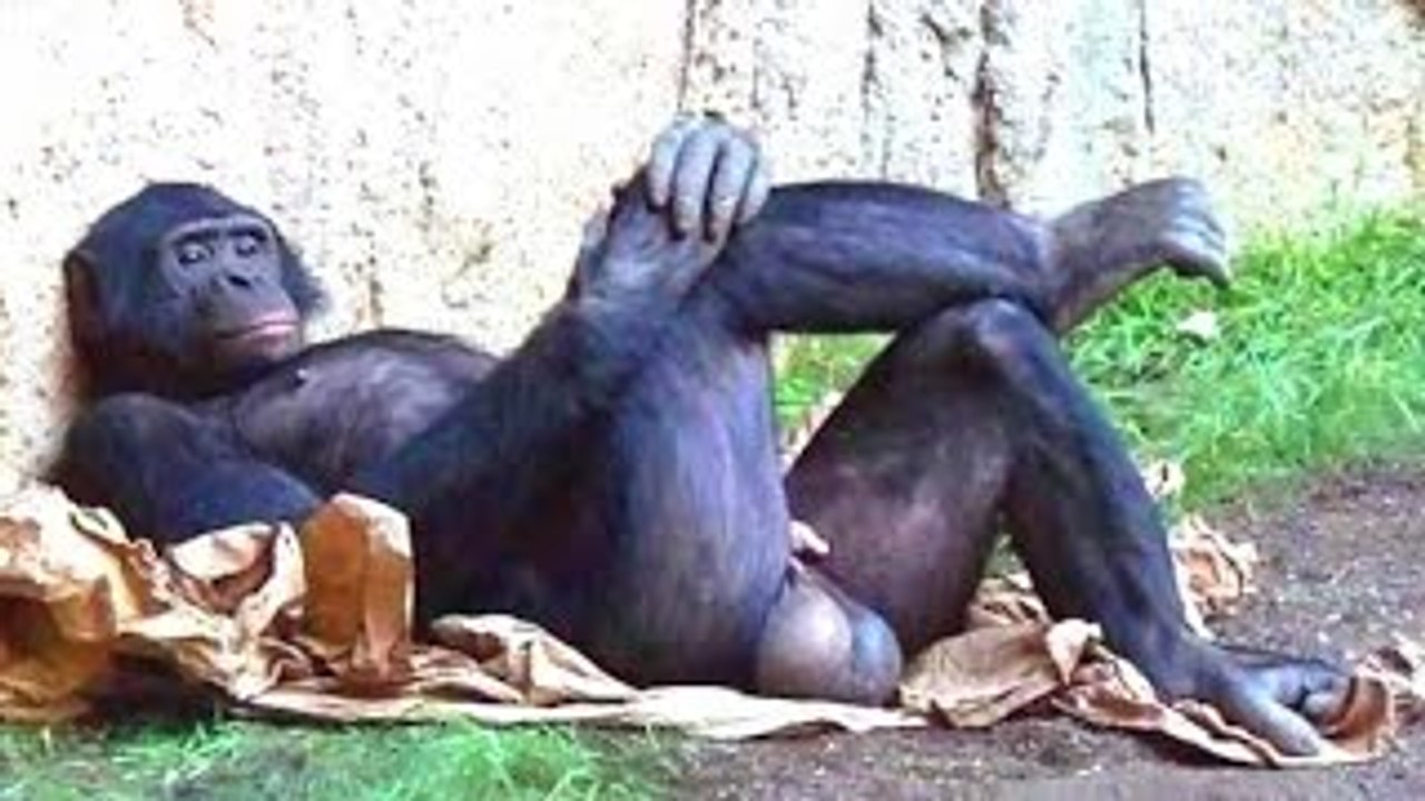 Top 10 Funny Monkey Videos Compilation 2016 [NEW]