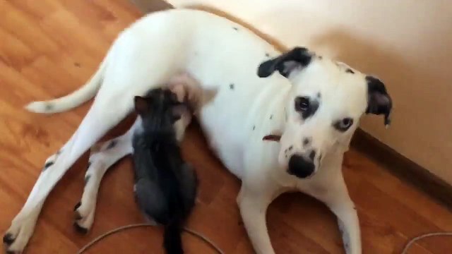 Далманка кормит котенка