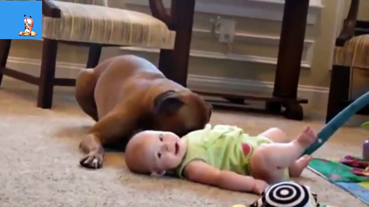 Best Funny Animals & Babies Compilation 2016