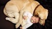 Best Of Funny Cats And Dogs Protecting Babies Compilation 2016 [NEW]