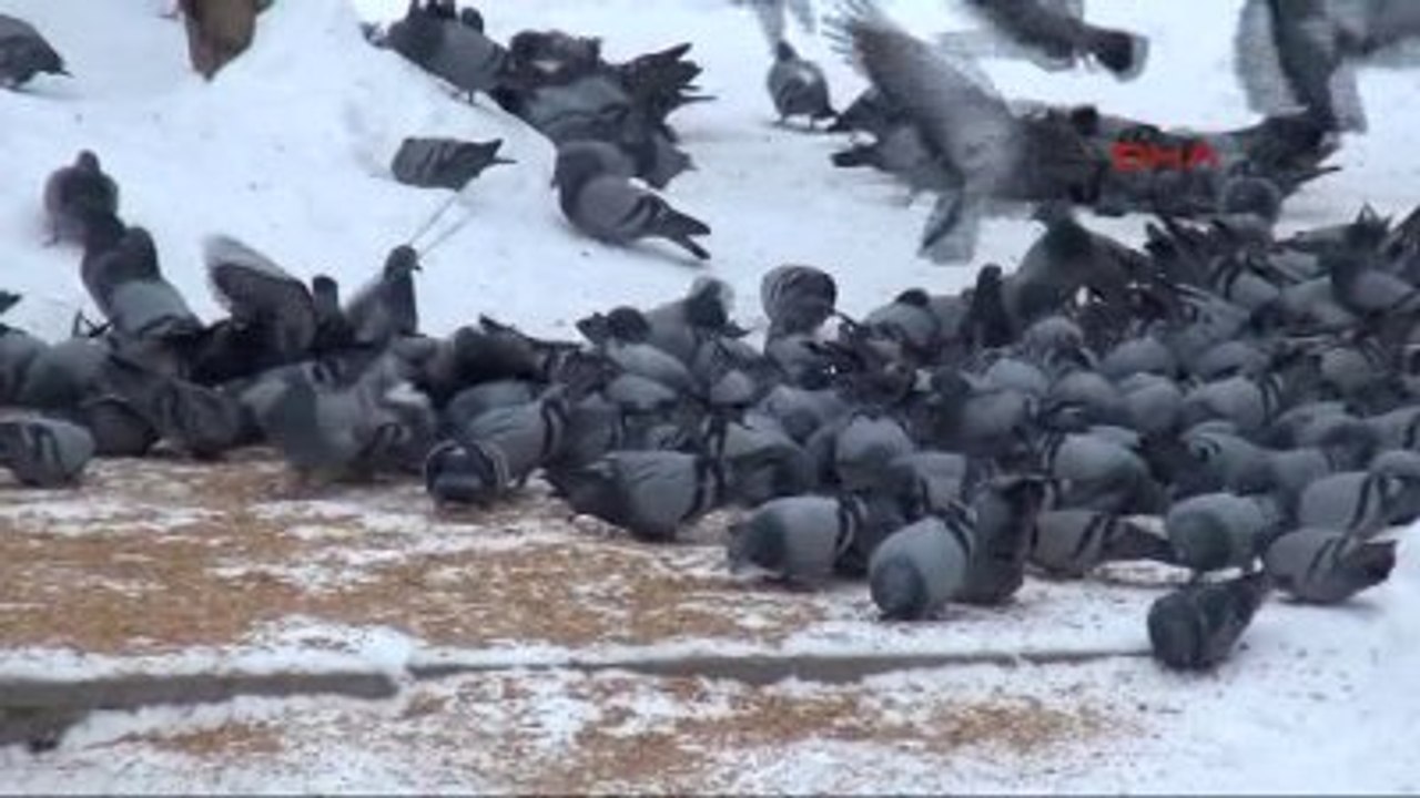 Van Aç Kalan Güvercinleri Esnaf Besliyor