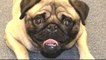 Funny Pugs Compilation 2016 - Funny Pug Dogs Videos