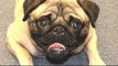 Funny Pugs Compilation 2016 - Funny Pug Dogs Videos