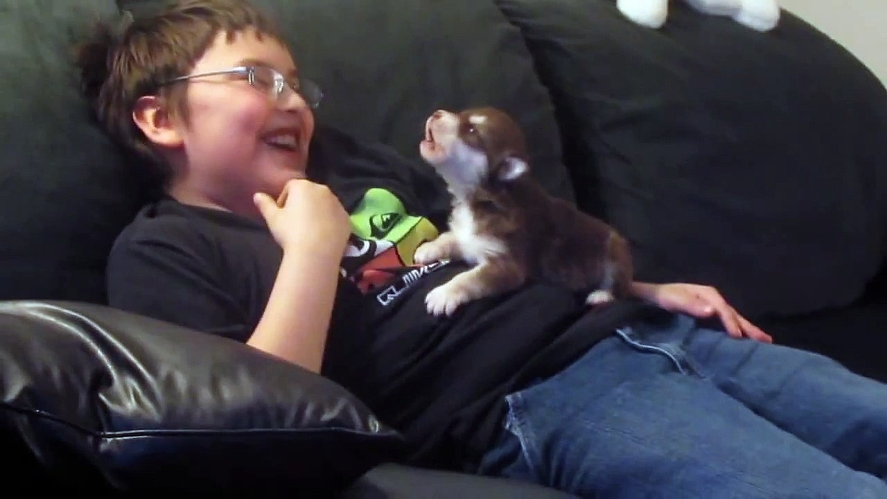 This Incredibly Tiny Husky Puppy Learning To Howl Is The Most Inspirational Thing You’ll See Today