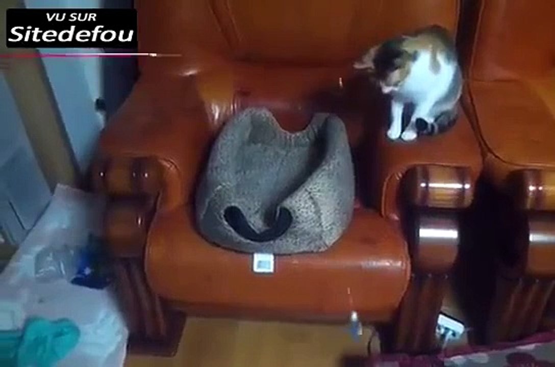 Chat essaie de pêcher l autre chat