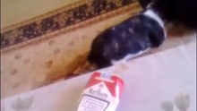 Annita plays with her mother