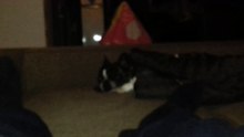 Annita the French Bulldog sleeps in winter