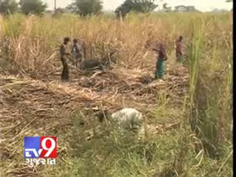 New Cutting Machine for Sugarcane