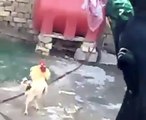 مرغے نے ایک لڑکی پہ حملہ کر دیا