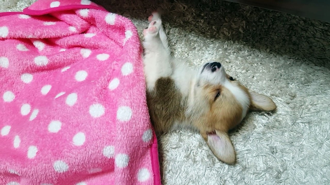 Uykucu köpek (sleepy dog)