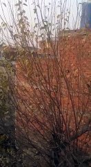 chireon ka rat ka basera aik khizan raseeda darakht par.....