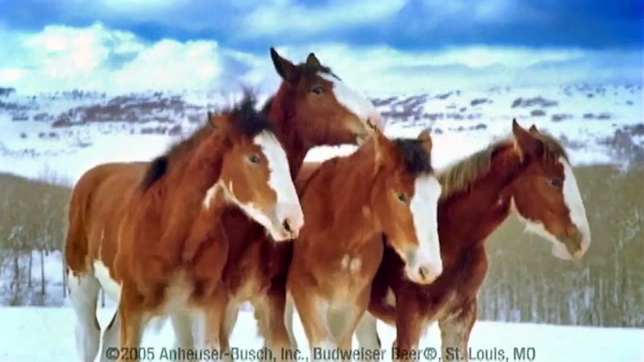 Il jette une boule de neige sur ces chevaux... Mais observez bien leur réaction !